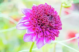 Cycle: Dahlia Blue Bayou Breeder : Dongen (NDL) 1998, flower