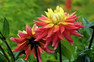 Dahlias: Dahlia - Brandaris