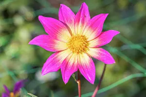 Cycle: Dahlia Bright Eyes Breeder: Gil (USA) 1981, flower