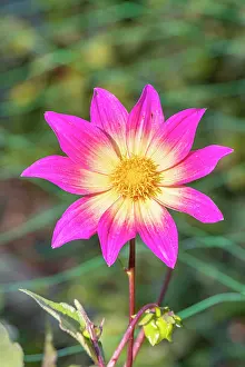 Cycle: Dahlia Bright Eyes Breeder: Gil (USA) 1981, flower