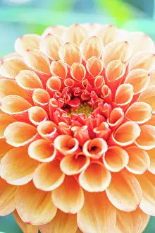 Apricot: Dahlia Brown Sugar, Breeder : De Mulder (NDL) 2024, flower
