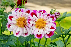Bumble: Dahlia Bumble Rumble in bloom in a garden
