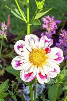 Cycle: Dahlia Bumble Rumble, flower