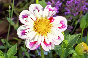 Cycle: Dahlia Bumble Rumble, flower