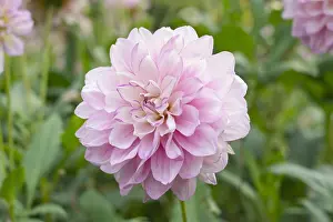 Carolina: Dahlia Carolina Moon - Norfolk UK