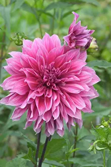 Dahlias: Dahlia - close-up of flower