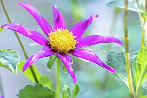Capitulum: Dahlia C'Nova Pourpre, Breeder : Beaumont (FRA)