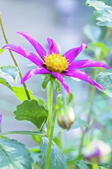 Cycle: Dahlia C'Nova Pourpre, Breeder : Beaumont (FRA)