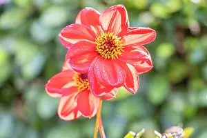 Cycle: Dahlia Coquette Verver Export, flowers