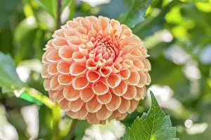 Cycle: Dahlia Cornel Brons Breeder : Smits (NDL) 2004, flower