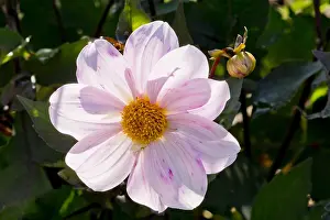 170519: Dahlia Cory in bloom in a garden