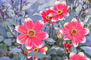 Cycle: Dahlia Dahlegria Bicolore Breeder: Verwer (NED)