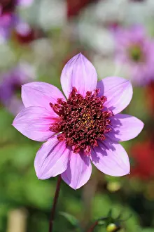 Colou: Dahlia, Dahlia Blue Bayou, Front view of single pink colou