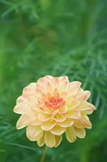 Backyard: Dahlia, Dahlia sp. blooming, garden flower