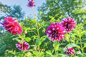 Cycle: Dahlia Deuil du Roi Albert, flowers