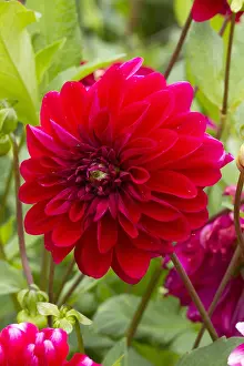 110219: Dahlia Diabolo
