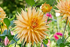 Embrace: Dahlia Embrace in bloom in a garden