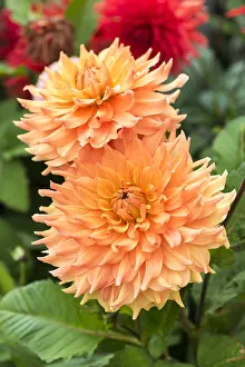 Embrace: Dahlia Embrace in bloom in a garden