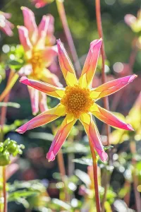 Star: Dahlia Etincelle, Breeder : Campus mstier nature