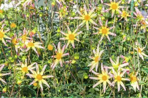 Star: Dahlia Etincelle, Breeder : Campus mstier nature