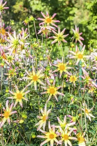 Star: Dahlia Etincelle, Breeder : Campus mstier nature