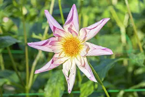 Fancy: Dahlia Fancy Pants, Breeder : Ller (USA) 2012, flower