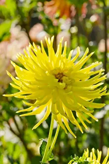 Lemon: Dahlia Ferncliff Lemon Aura in bloom in a garden