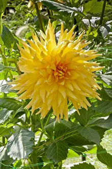 170519: Dahlia Flamina in bloom in a garden