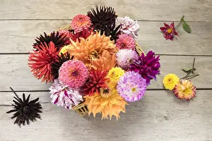 231118: Dahlia flowers in a basket