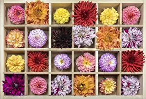 Square: Dahlia flowers in a wooden tray