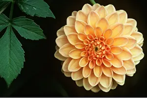 David C Dixon: DAHLIA Frank Hornsey'- flower
