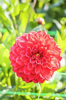 Double: Dahlia Freda Rita, flower