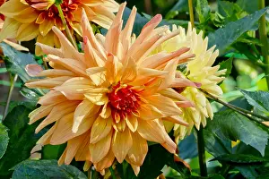 Private: Dahlia French Cancan in bloom in a garden