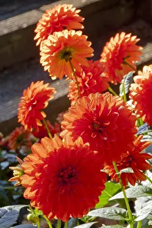 170519: Dahlia Gallery Valentin in bloom in a garden