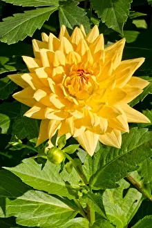 170519: Dahlia Glorie of Noordwijk in bloom in a garden