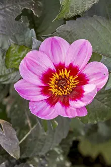 Wink: Dahlia Happy Single Wink in bloom in a garden