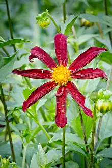 Honka: Dahlia Honka Black in bloom in a garden