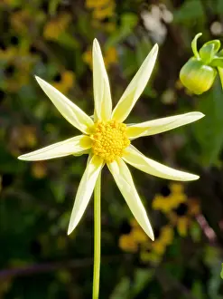 Honka: Dahlia Honka in bloom in a garden