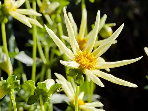 Honka: Dahlia Honka in bloom in a garden