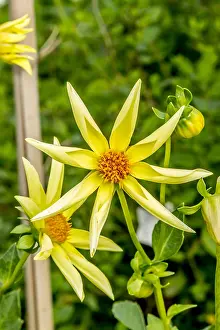Plan: Dahlia Honka in bloom in a garden