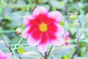 Cycle: Dahlia Hsroune Breeder : Turc (FRA) 2016, flower