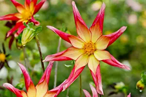 170519: Dahlia Hy Scent in bloom in a garden
