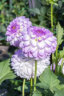 Double: Dahlia Jemchoujinka, flowers