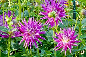 170519: Dahlia Jil in bloom in a garden