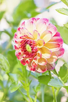Cycle: Dahlia Kaiser Wilhelm Breeder : Deegen (GER) 1881, flower