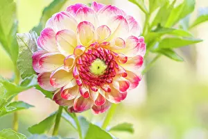 Cycle: Dahlia Kaiser Wilhelm Breeder : Deegen (GER) 1881, flower