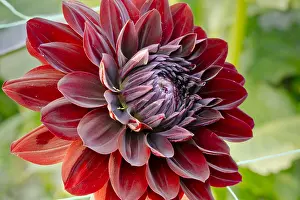 Choc: Dahlia Karma Choc in bloom in a garden