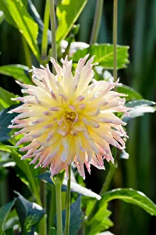 170519: Dahlia Karma Sangria in bloom in a garden