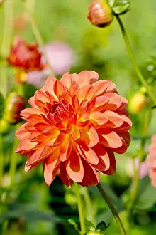170519: Dahlia Key West in bloom in a garden