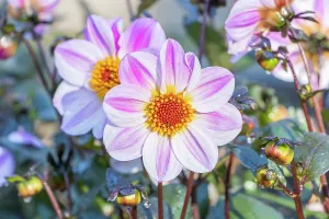 Whites: Dahlia La Vie en Rose, Breeder : Kneblewski (FRA)